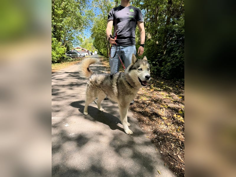 Szuktan sucht sportliche Familie