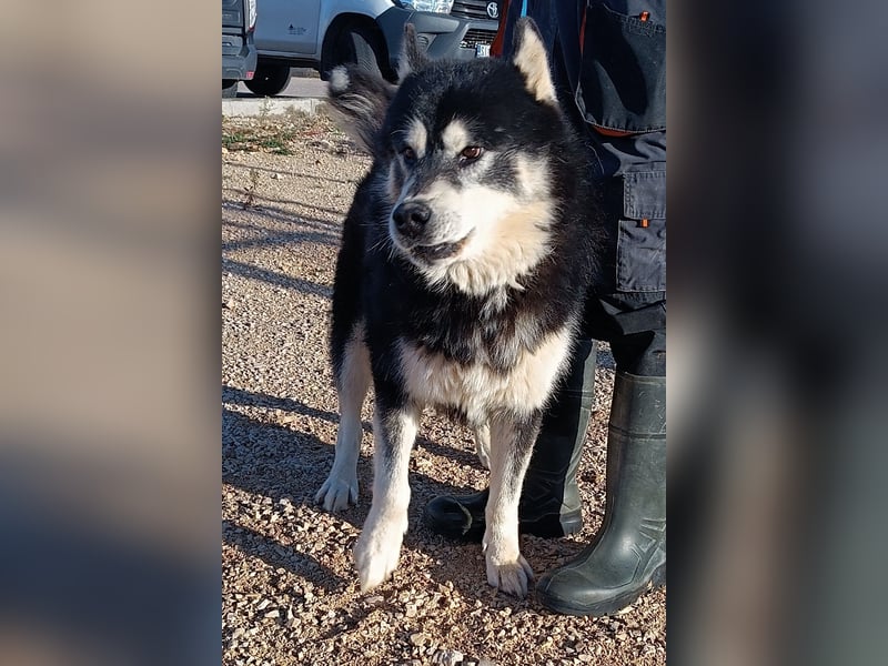 Jakov großer Malamute Husky Mischling Rüde sucht Zuhause oder Pflegestelle