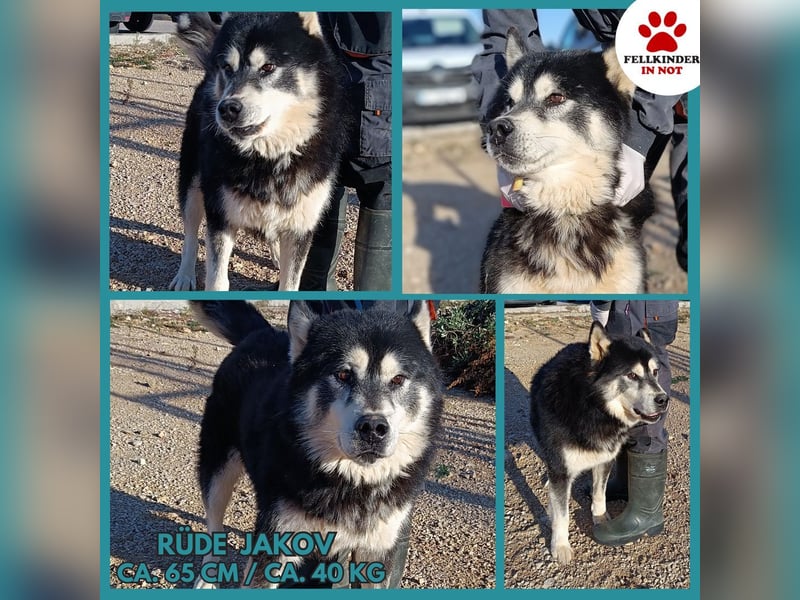 Jakov großer Malamute Husky Mischling Rüde sucht Zuhause oder Pflegestelle