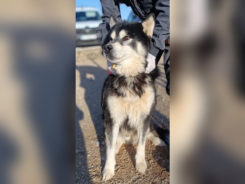 Jakov großer Malamute Husky Mischling Rüde sucht Zuhause oder Pflegestelle