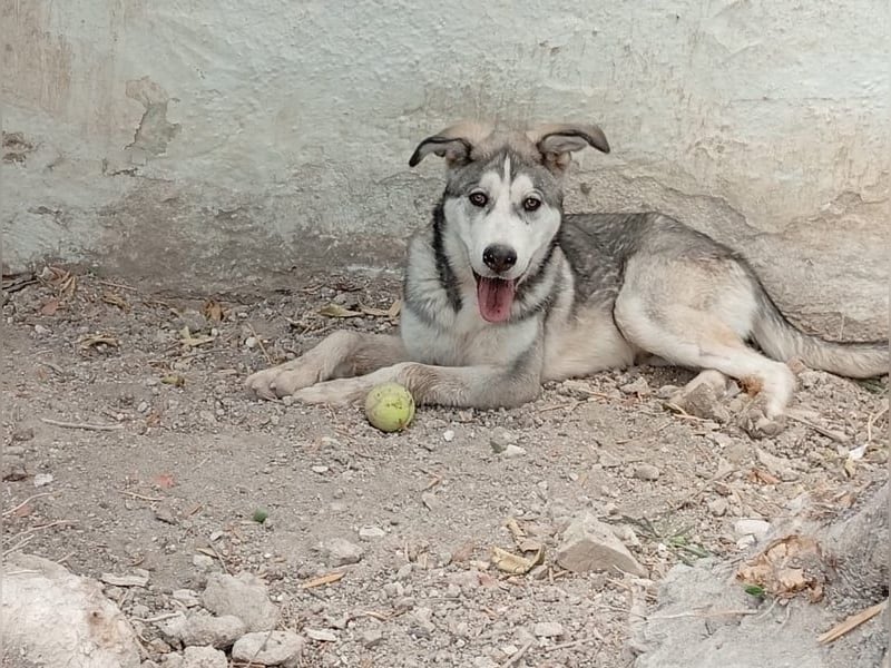 Lope, freundlich und sehr sozial