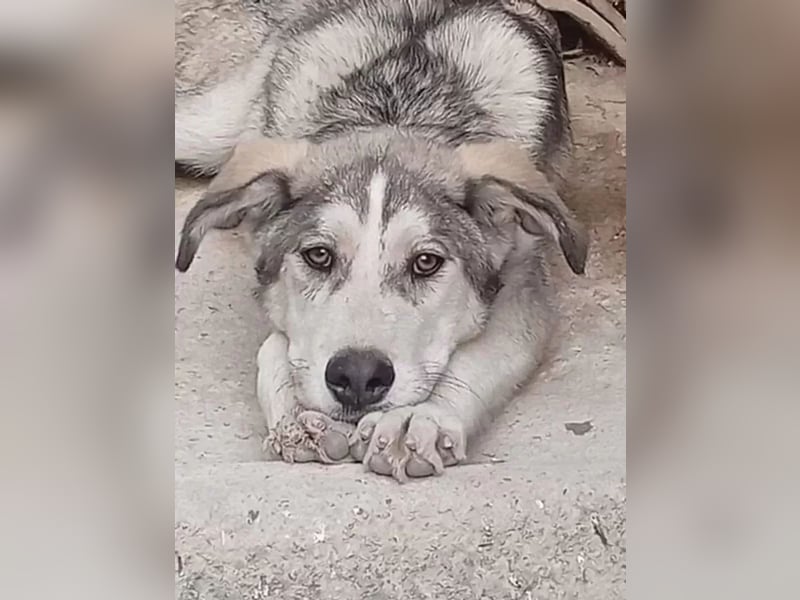 Lope ,sanfter katzenfreundlicher Bär im Husky-Look sucht sein großes Glück