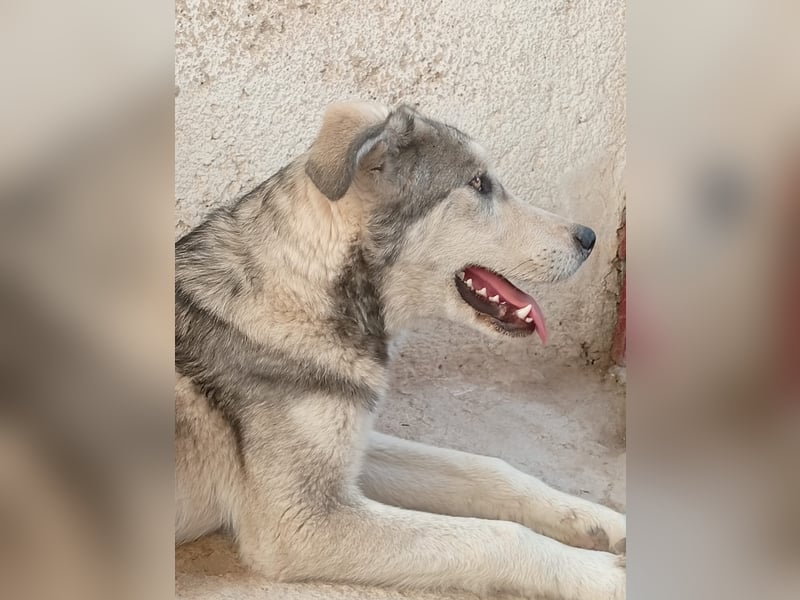 Lope - Ein Herzenshund sucht sein Für-Immer-Zuhause