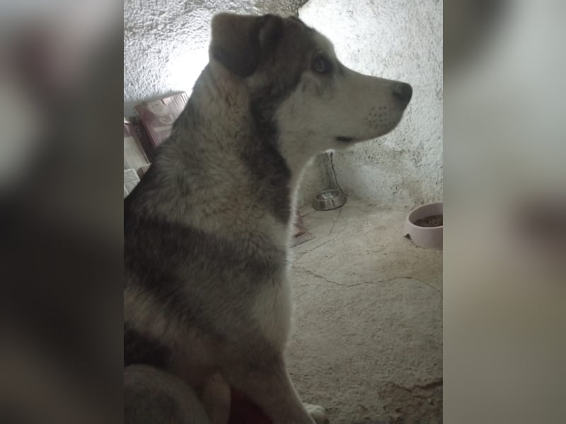 Lope, sucht sein Für-immer-Zuhause