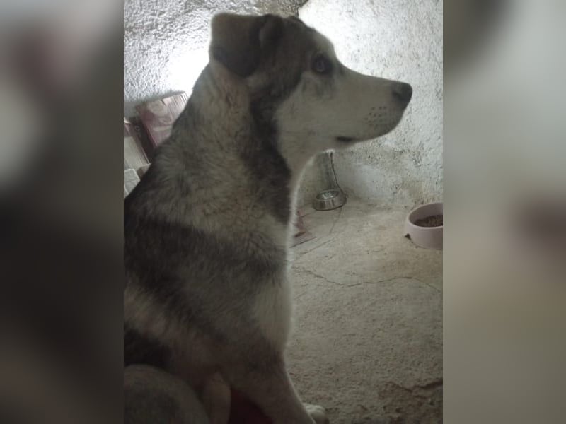 Lope, freundlich und sehr sozial