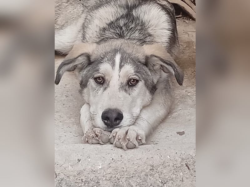 Lope, freundlich und sehr sozial