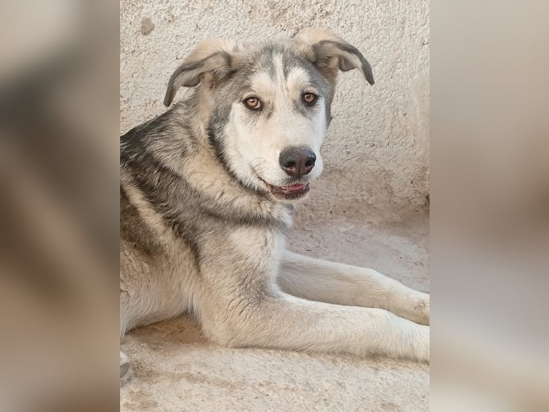 Lope - Ein Herzenshund sucht sein Für-Immer-Zuhause