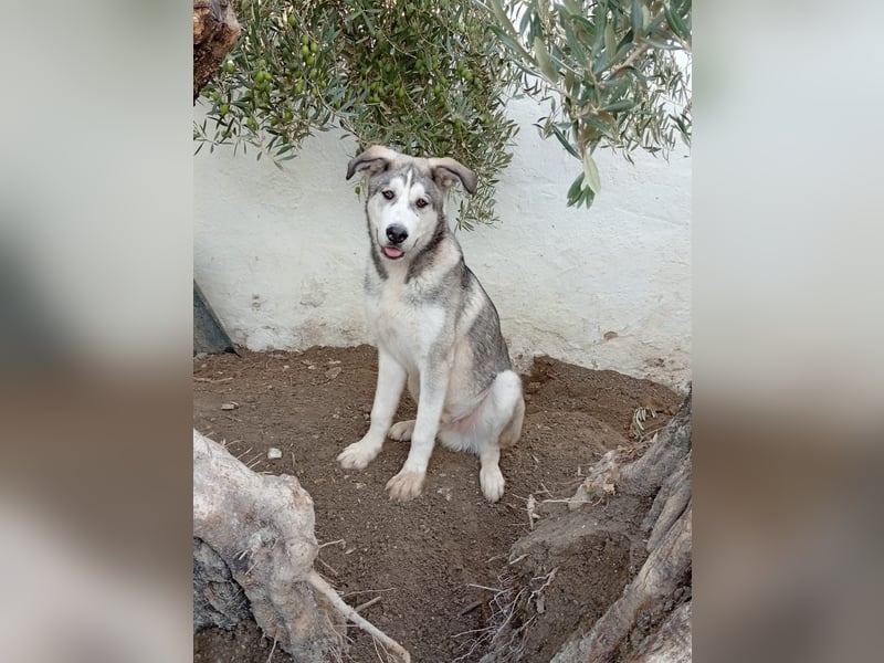 Lope, sportlich, klug und sozial