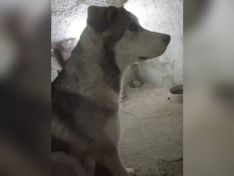 Lope ,sanfter katzenfreundlicher Bär im Husky-Look sucht sein großes Glück