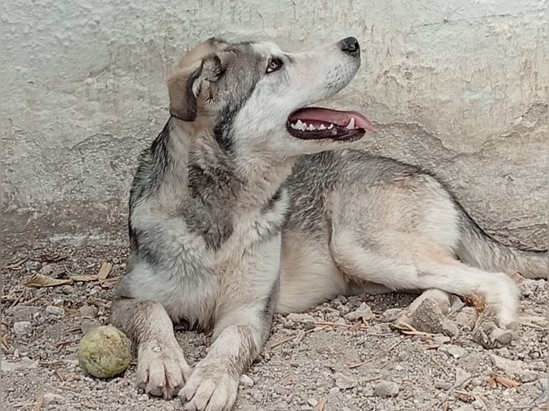 Lope, wünscht sich so sehr eine Familie