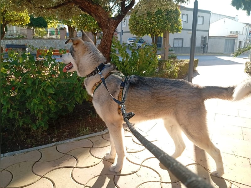 Lope - Ein Herzenshund sucht sein Für-Immer-Zuhause