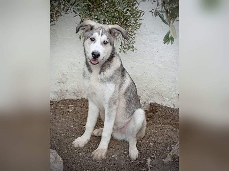 Lope, freundlich und sehr sozial