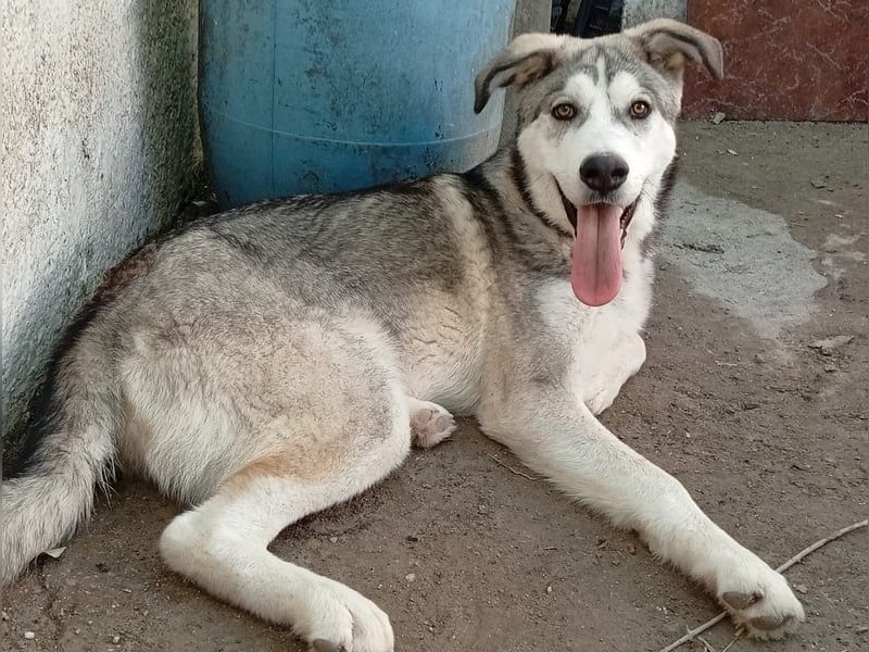 Lope, freundlich und sehr sozial