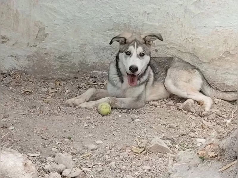 Lope ,sanfter katzenfreundlicher Bär im Husky-Look sucht sein großes Glück