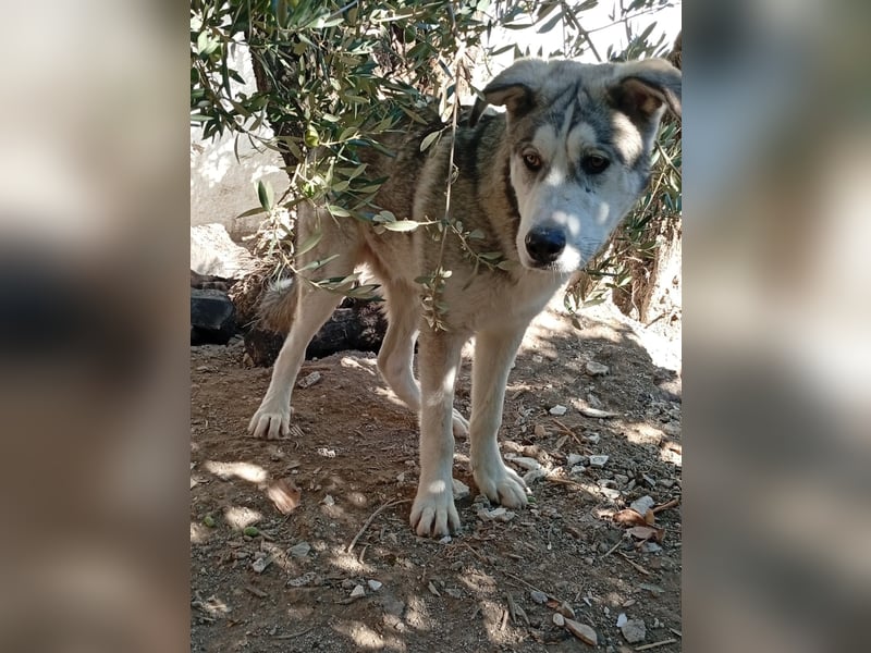 Lope, wünscht sich so sehr eine Familie