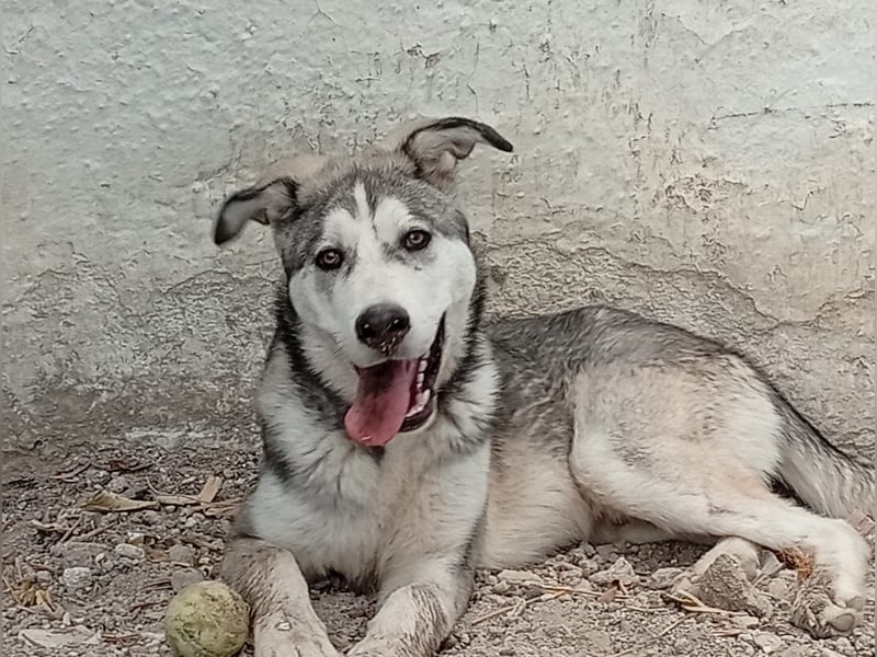 Lope, freundlich sozial und ein Kuschelbär