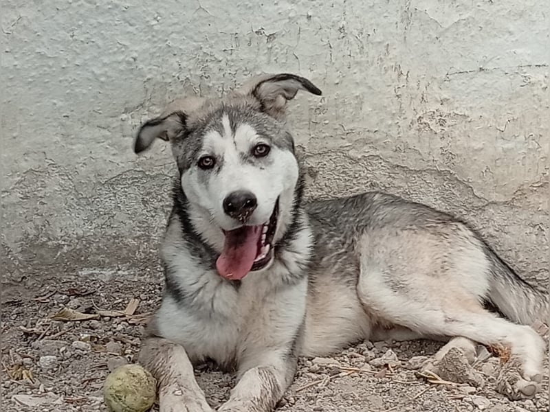 Lope - Ein Herzenshund sucht sein Für-Immer-Zuhause