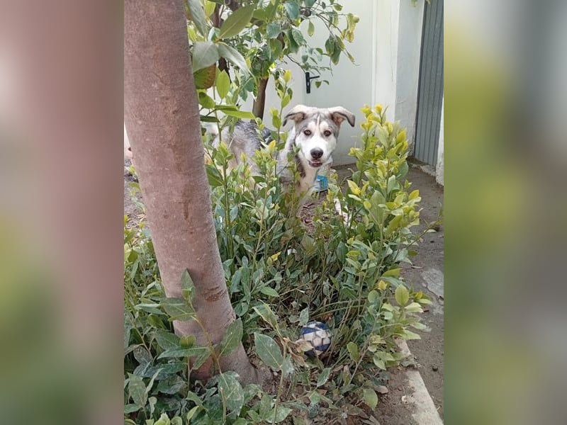 Lope, freundlich und sehr sozial