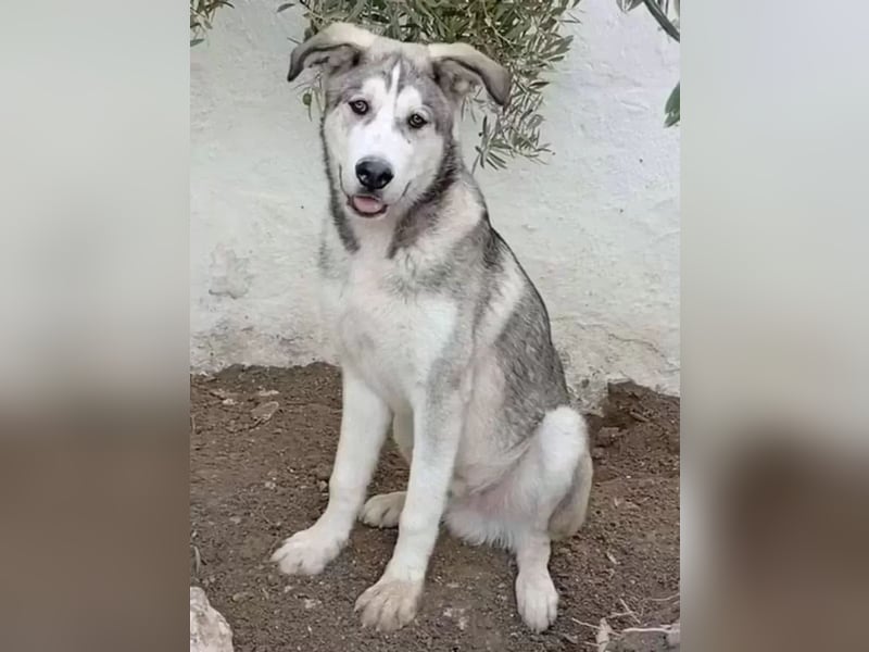 Lope ,sanfter katzenfreundlicher Bär im Husky-Look sucht sein großes Glück