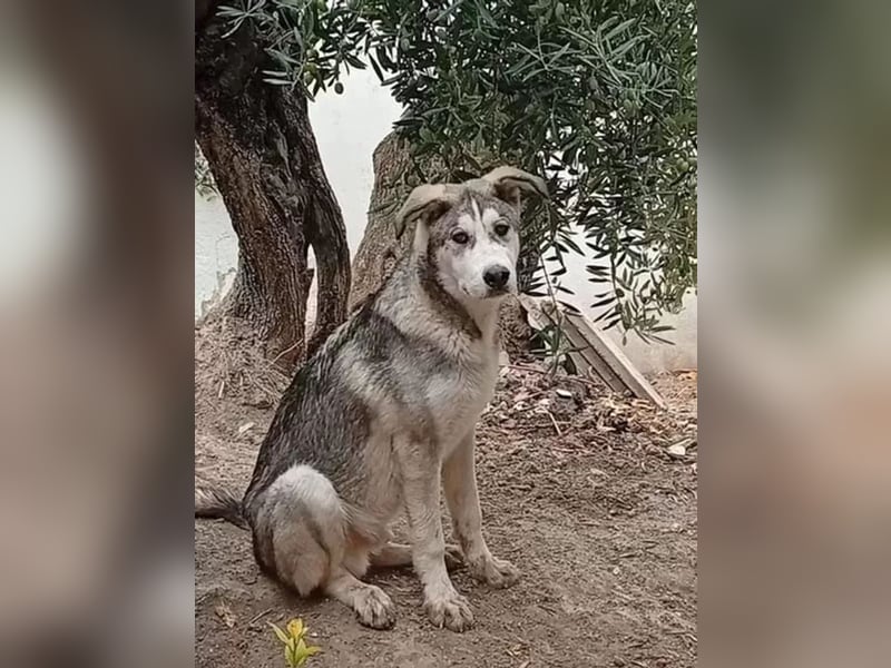 Lope ,sanfter katzenfreundlicher Bär im Husky-Look sucht sein großes Glück