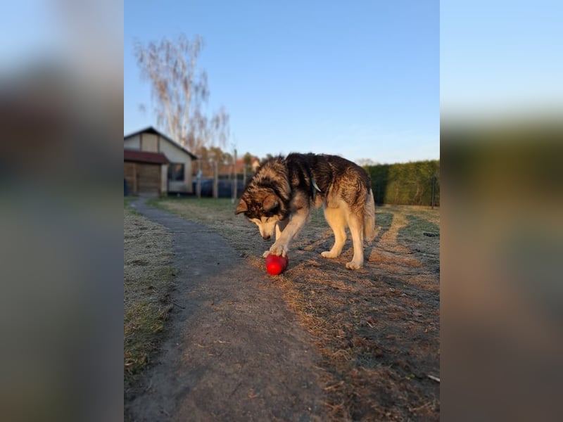 NANOOK - der freundliche und kuschelbedürftige Rüde sucht ein Zuhause ohne andere Hunde