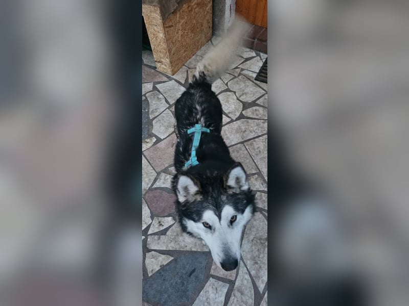 NANOOK - der freundliche und kuschelbedürftige Rüde sucht ein Zuhause ohne andere Hunde