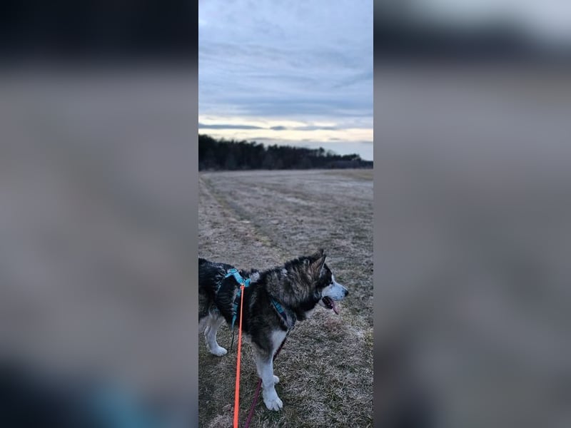 NANOOK - der freundliche und kuschelbedürftige Rüde sucht ein Zuhause ohne andere Hunde