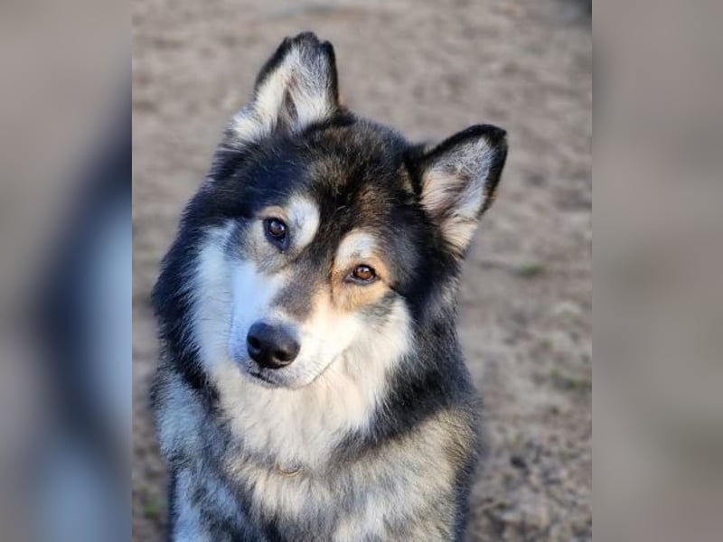 Fuzzel sucht ein Zuhause