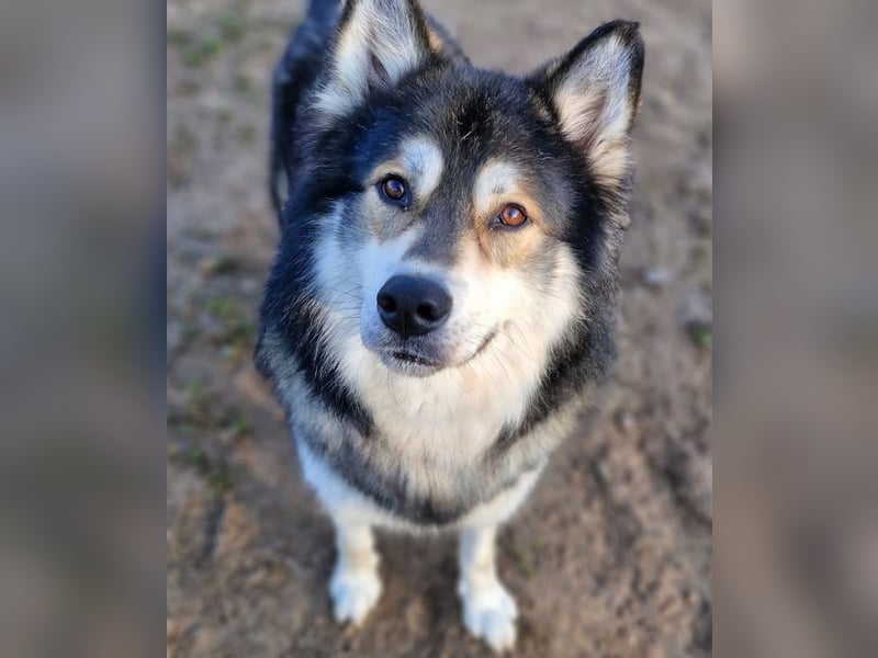 Fuzzel sucht ein Zuhause