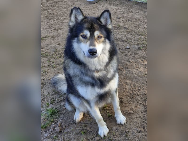 Fuzzel sucht ein Zuhause