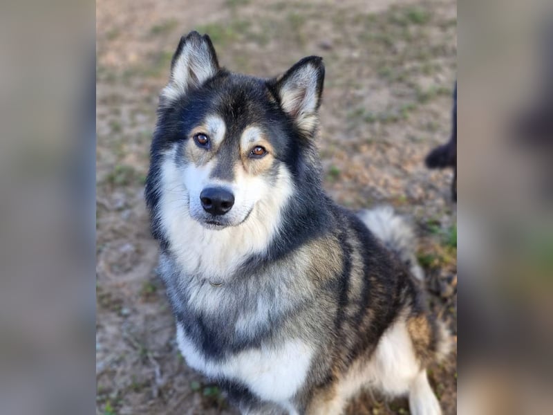 Fuzzel sucht ein Zuhause