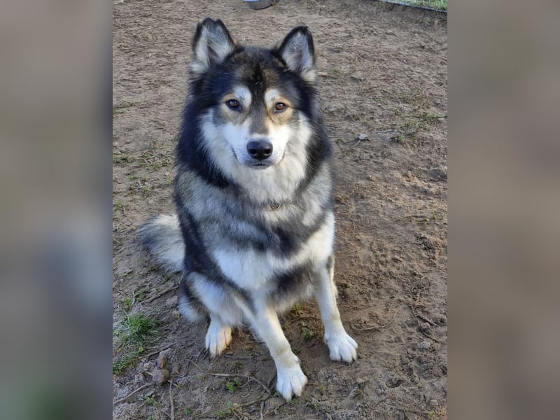 Fuzzel sucht ein Zuhause