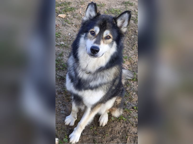 Fuzzel sucht ein Zuhause