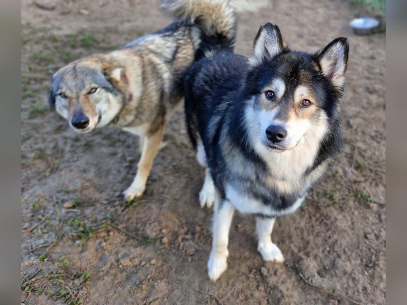 Fuzzel sucht ein Zuhause