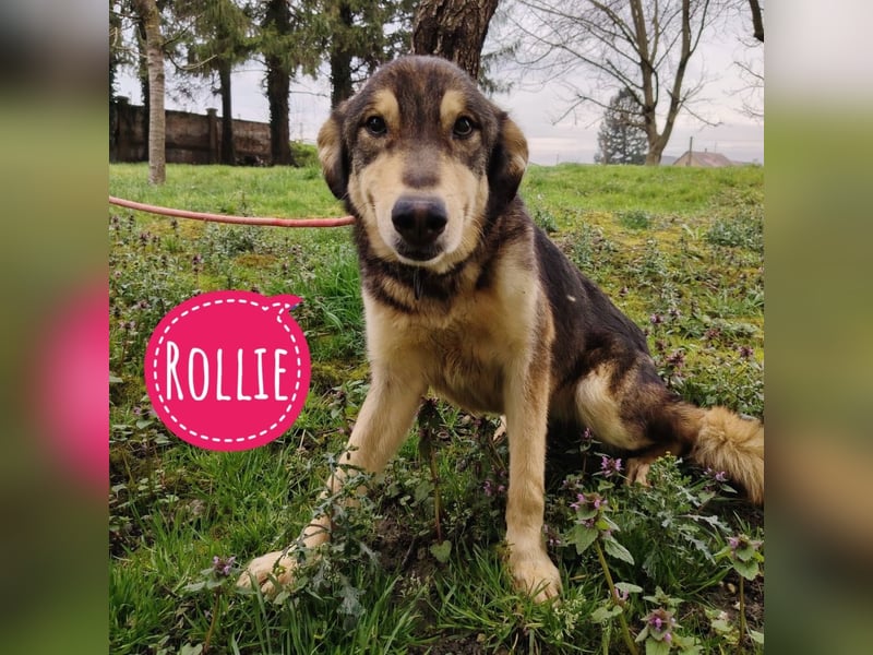 Rollie eine zarte Prinzessin