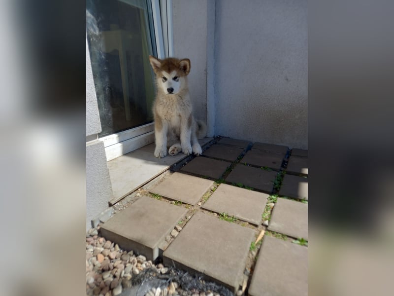 ALASKAN MALAMUTE WURF D