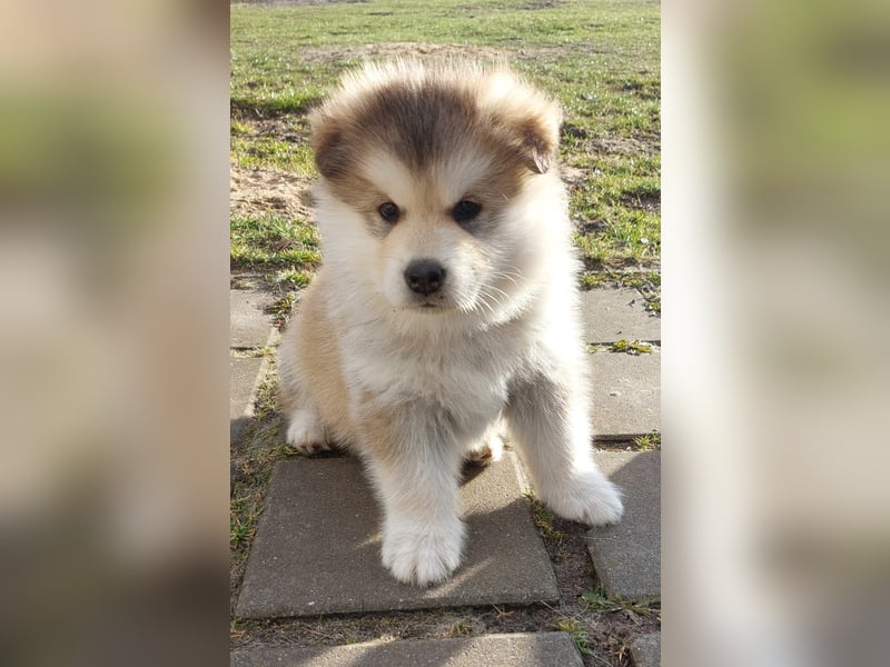 ALASKAN MALAMUTE WURF D