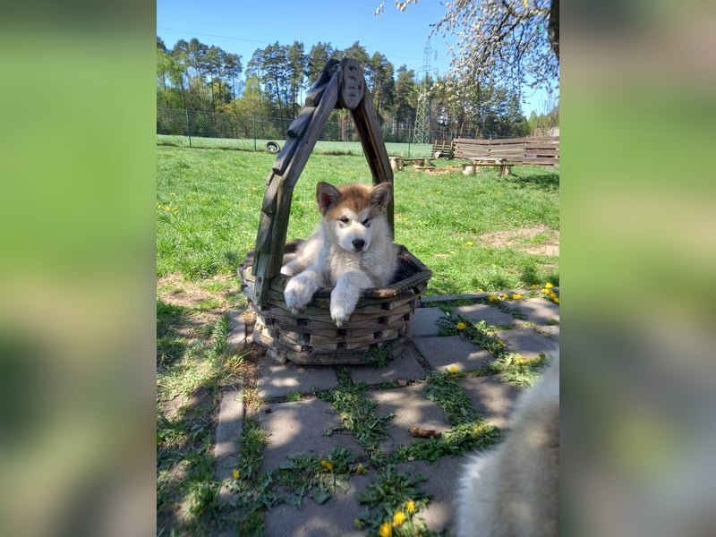 ALASKAN MALAMUTE WURF D