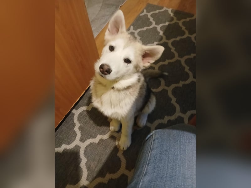 Sina, aufgeschlossene Malamute Mischlingshündin sucht neuen Wirkungskreis