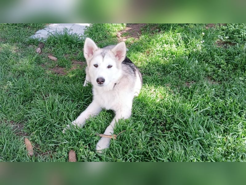 Sina, aufgeschlossene Malamute Mischlingshündin sucht neuen Wirkungskreis