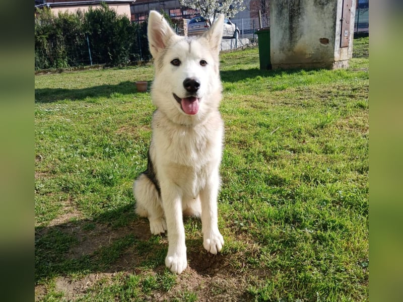 Sina, aufgeschlossene Malamute Mischlingshündin sucht neuen Wirkungskreis