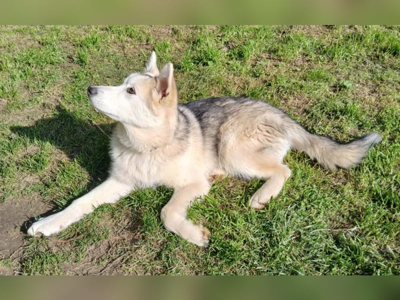 Sina, aufgeschlossene Malamute Mischlingshündin sucht neuen Wirkungskreis