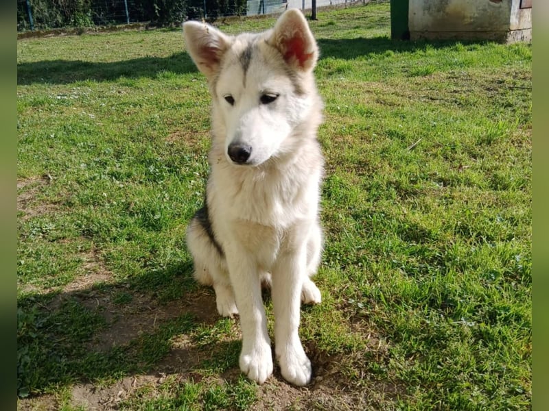 Sina, aufgeschlossene Malamute Mischlingshündin sucht neuen Wirkungskreis