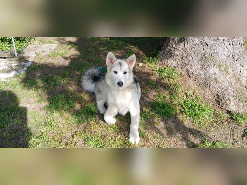 Sina, aufgeschlossene Malamute Mischlingshündin sucht neuen Wirkungskreis