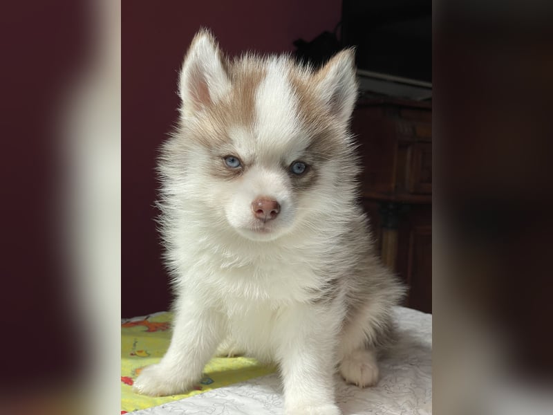 Pomsky Welpen ca 34 cm Schoko Klee Kai Husky