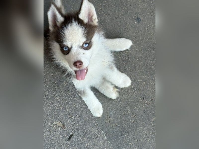 Pomsky Welpen ca 34 cm Schoko Klee Kai Husky