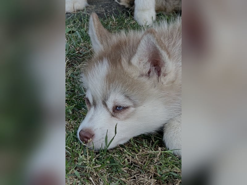 Pomsky Welpen ca 34 cm Schoko Klee Kai Husky