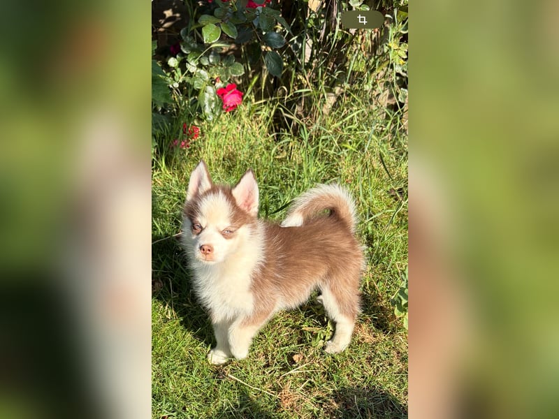 Pomsky Welpen ca 34 cm Schoko Klee Kai Husky