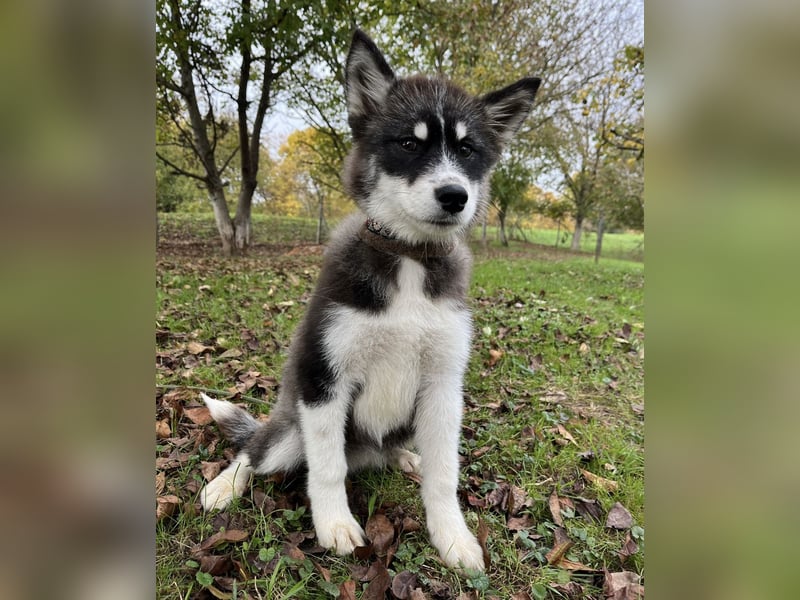 Samia braucht ein Zuhause