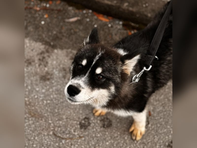 Samia braucht ein Zuhause